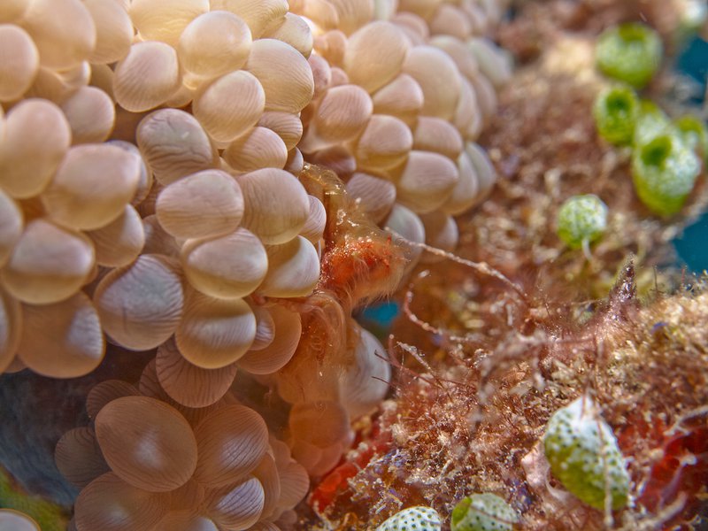 Orang Utan crab, Home Reef